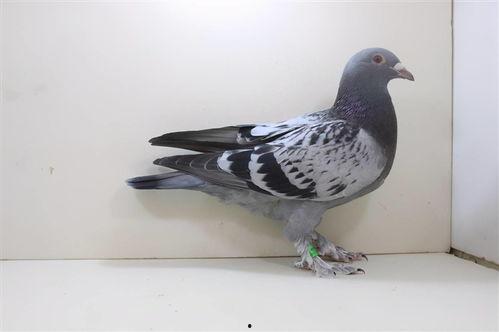 网红鸽子吃瓜视频,萌态视频走红网络